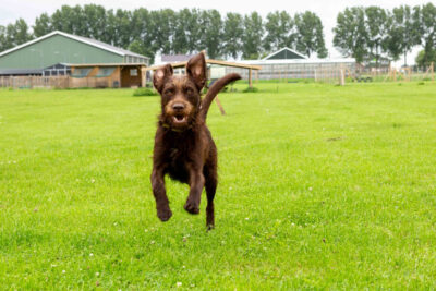 Je hond het commando hier aan leren