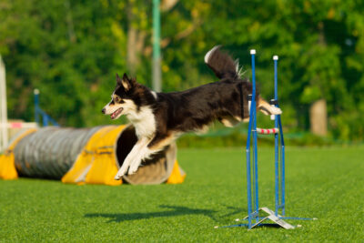 hond springt over hindernis