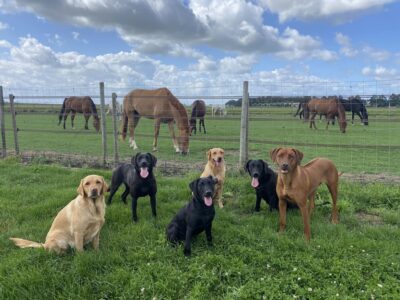 6 honden van Gwen